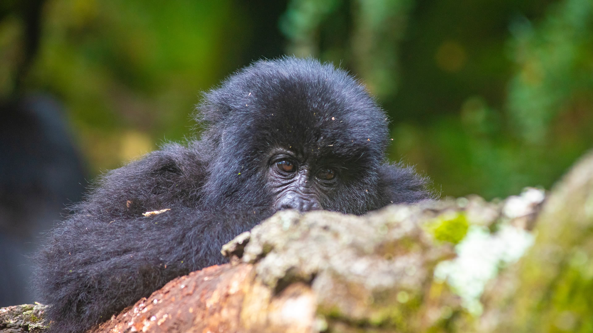 bwindi national park