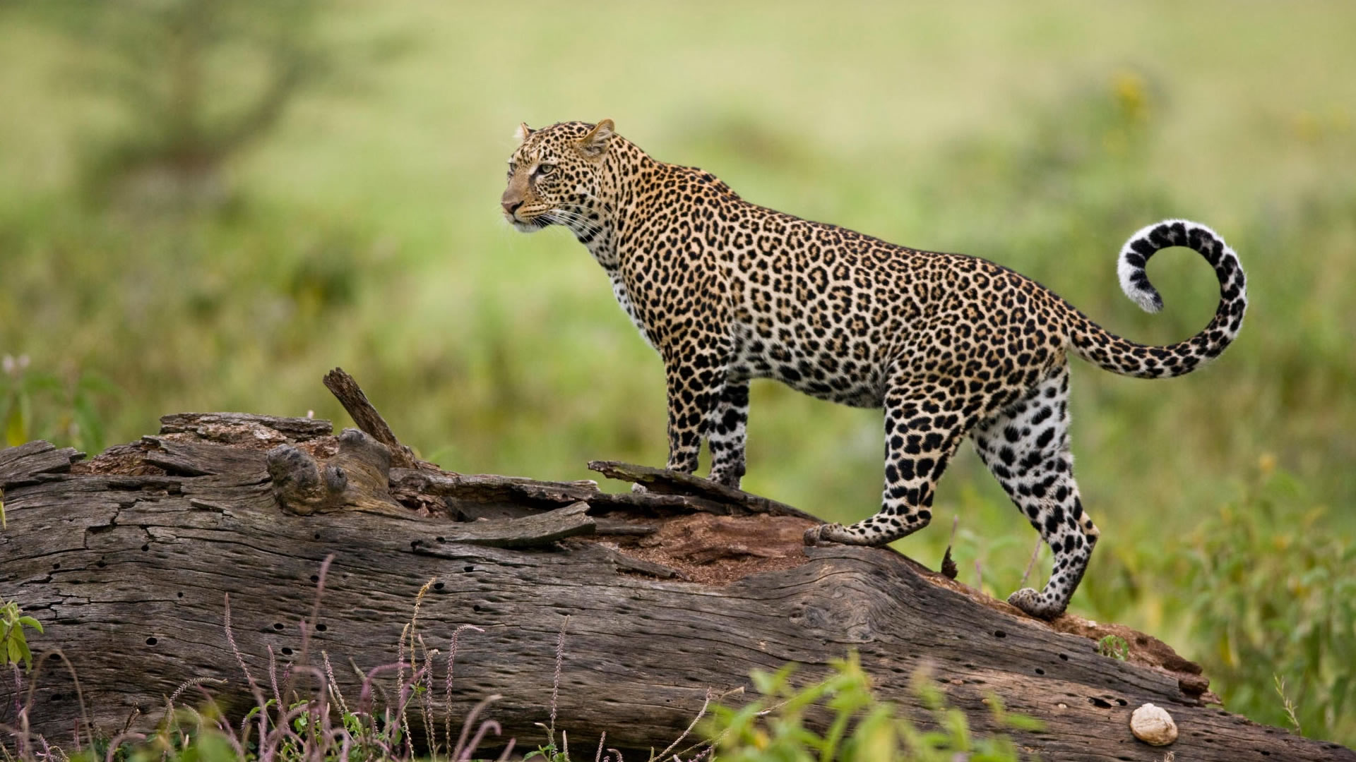 maasai mara game reserve